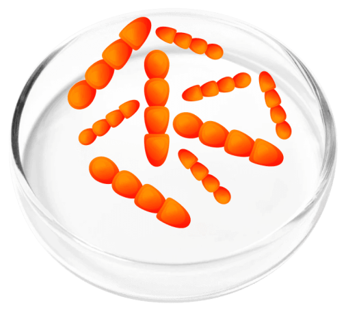 Lactobacillus Crispatus
