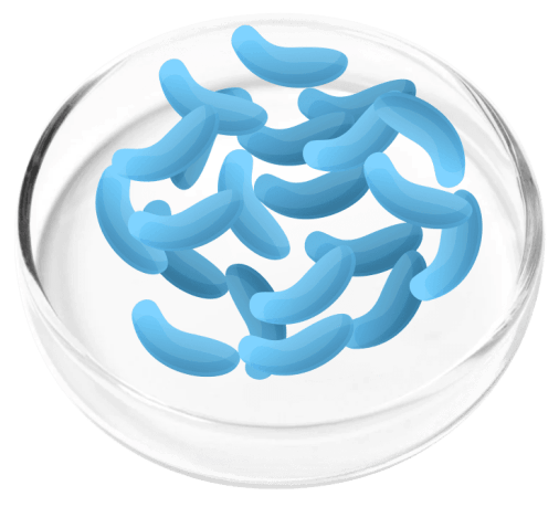 Lactobacillus Gaseri