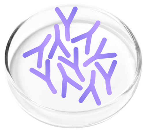 Lactobacillus Plantarum